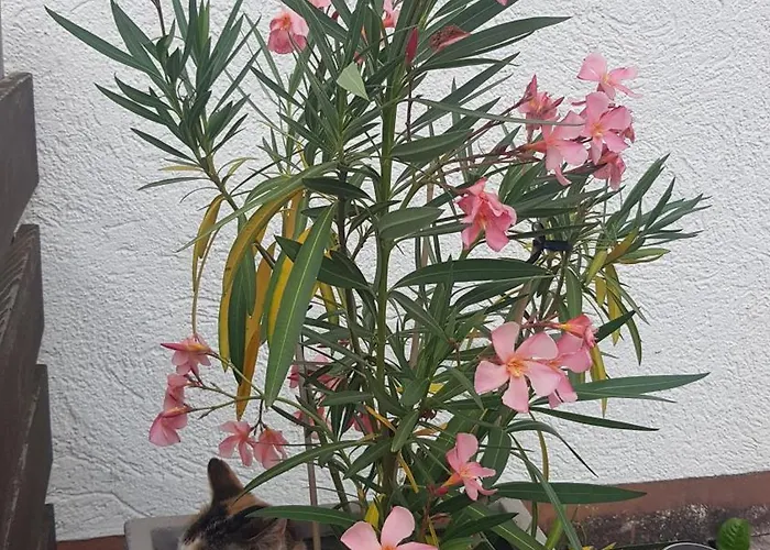 Zu Besuch Bei Maria - Einzimmerwonung Mit Kitchenette Und Badezimmer * Neuburg an Der Donau